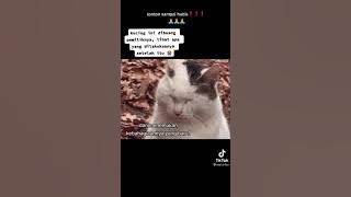 VIRAL - Cerita Kucing Bikin Nangis Sedih Banget Ya Ampun