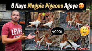 6 New Magpie Pigeon's Ka Shoq!😍🕊
