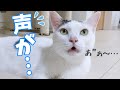 眠すぎて声が枯れてしまったお喋り猫