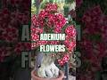 🌸 Adenium (Desert Rose) Care Guide for Full Bloom🌸🪷🪴