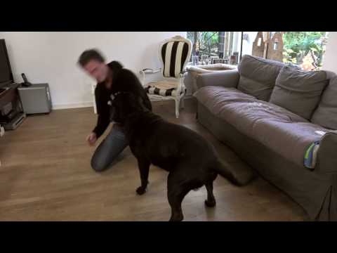 Video: Hoe Om 'n Hond Te Leer Speel