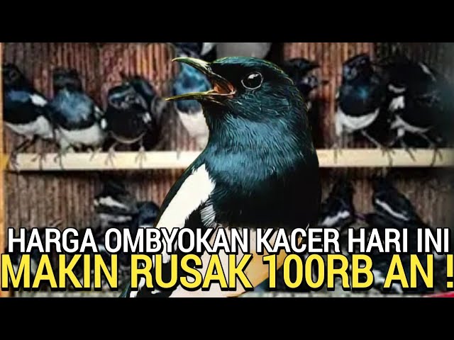 RUSAK HARGA ! KACER OMBYOKAN 100RB AN DI PASAR BURUNG PRAMUKA HARI INI class=