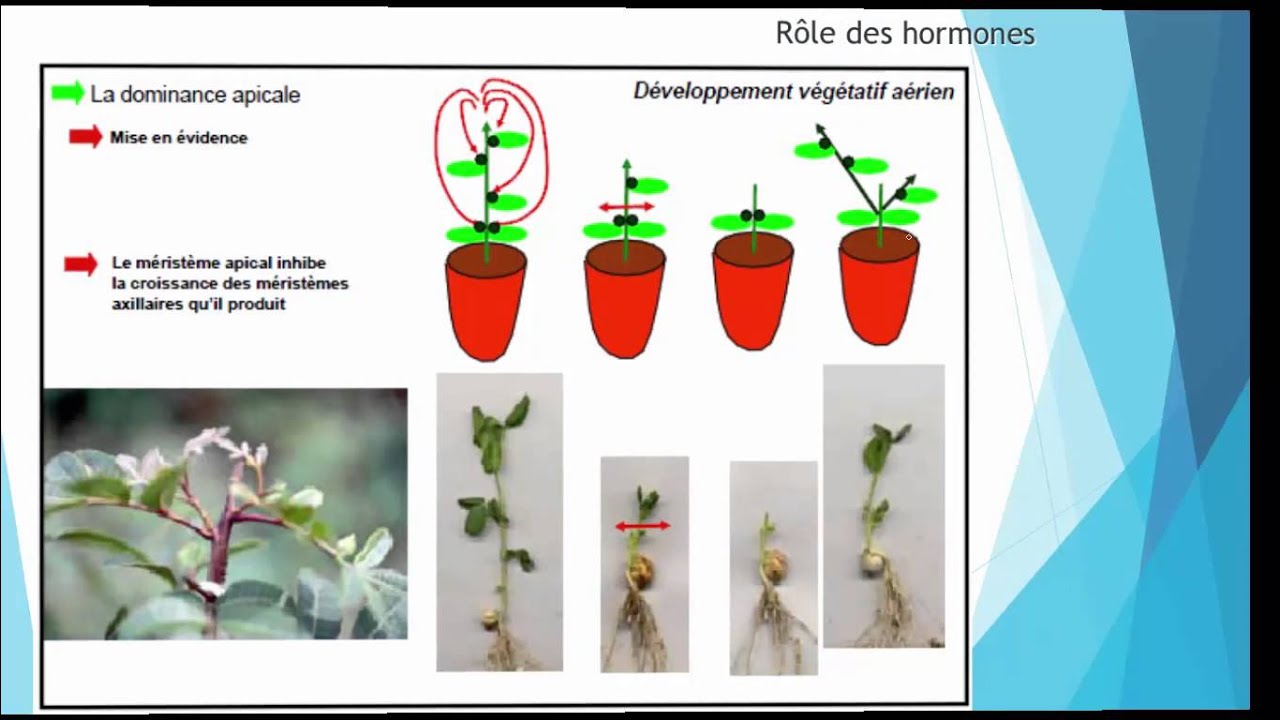 Progression de la croissance de la plante carnivore! - cystelle