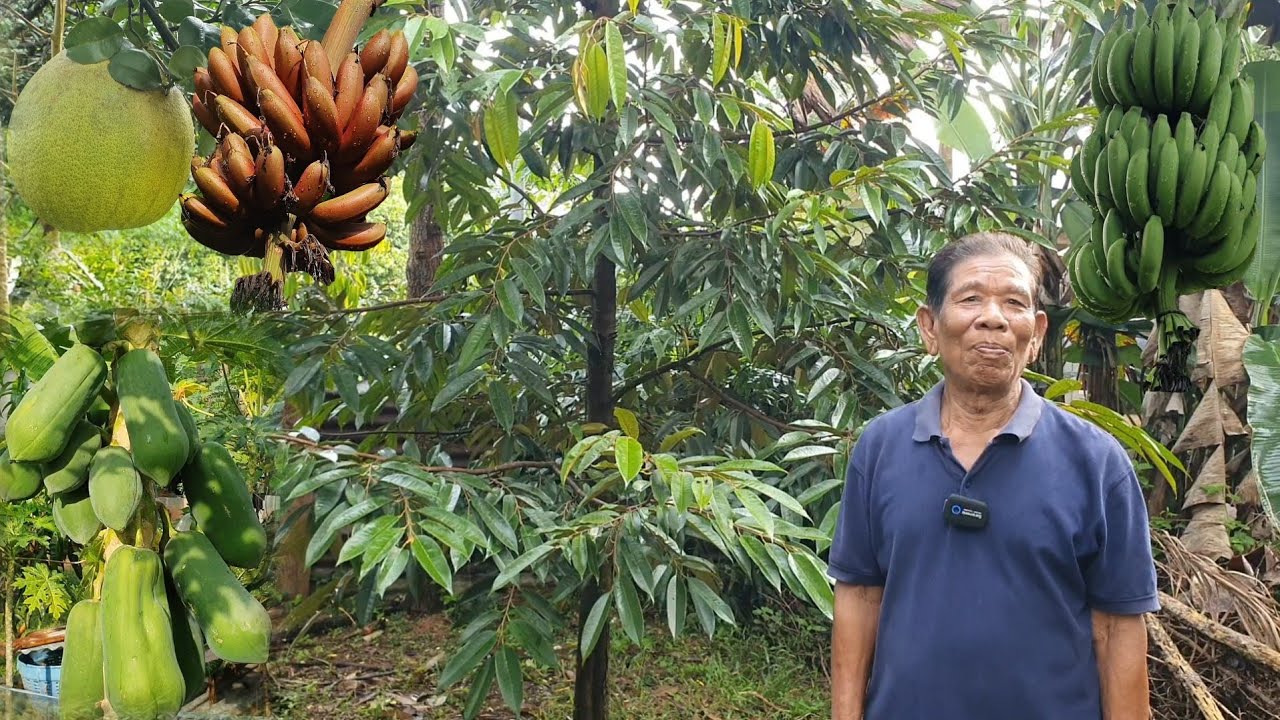 คุณตาปลูกทุเรียนหลังบ้าน 20 ต้น  3 ปีผสมผสาน เงาะ มังคุด ละมุด มะม่วง กล้วย พืชผลไม้ หลากหลายชนิด