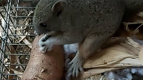 Bẫy Sóc Bông Về Nuôi Cảnh • hoa ban cuộc sống