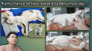 Hati Siapa Yang Tidak Sedih, Ketika Kucing Dari Kecil direscue Setelah Besar Pergi Dengan Cepat 😭 by Sahabat Meongers 1,358 views 2 days ago 11 minutes, 59 seconds