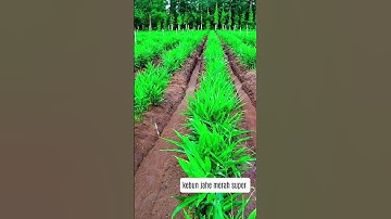 Kebun Jahe Merah Super