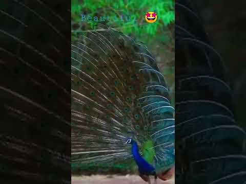 beautiful peacock 🦚