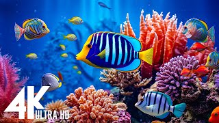 Ocean 4K - Sea Animals for Relaxation, Beautiful Coral Reef Fish in Aquarium (4K Video UHD) #42