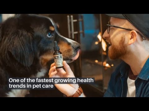 So, Can THC-Free CBD Gummies Actually Help with Pain? Absolutely, But…