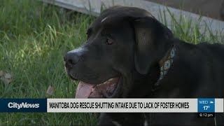 MB dog rescue group forced to stop intake due to lack of foster homes