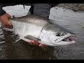 Fly Fishing for Chrome Chum Salmon - OPST