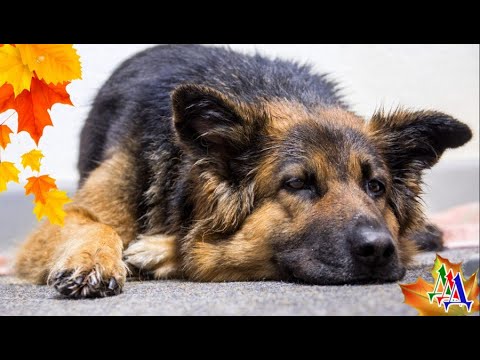 СОБАКА 2. Пёс смутно помнил, как он взвизгнул от страшного удара, хотел ...