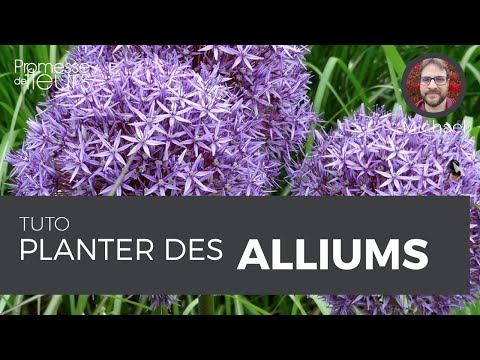 Vidéo: Pedilanthus Titimaloid (23 Photos): Prendre Soin D'une Fleur à La Maison, Règles De Plantation. Maladies Possibles Et Leur Traitement