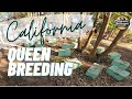 Visiting a central california beekeeper and queen breeder  coria farms