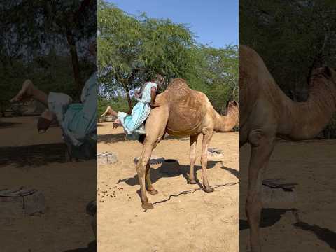 فتاة صحراوية مجنونة تلعب بظهر الجمل بطريقة غريبة