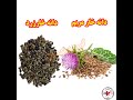 موارد مورد نیاز پرندگان در پاییز پرنده سهره قناری