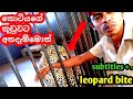 About leopard    leoperd bengaltiger srilanka trending babytiger wildmachan