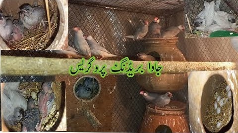 Java Sparrow Breeding progres/Alhmdulilah 3rd Clutch/@MushtaqBirdsAcademy @ahsanfinchfarming6185