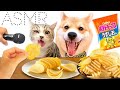 ものすごい音で犬と猫がポテチを食べるASMR❤️ (#にゃんてわんだふる)Dog&Cat Eating food The chewing sound of potato chip
