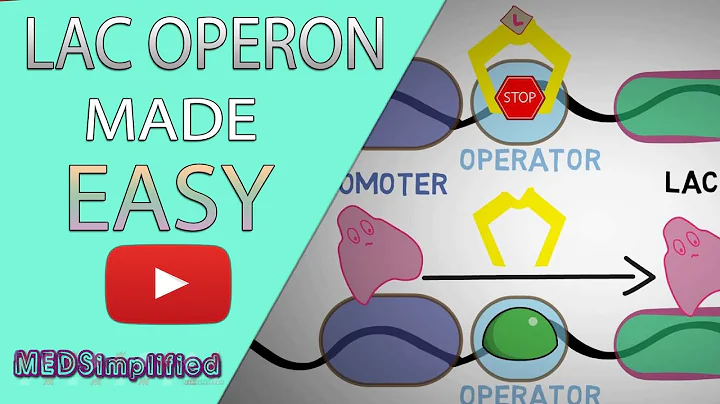 Lac Operon & Gene Regulation Made Easy - Best Explanation