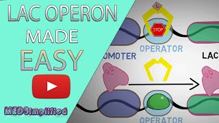 Lac Operon & Gene Regulation Made Easy - Best Explanation