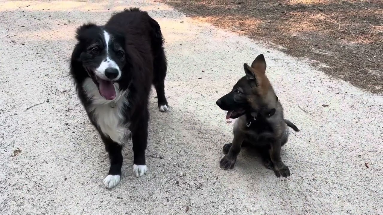Future Protection Dog “Freya” goes Hiking and Camping