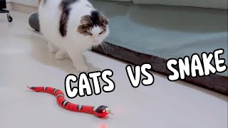 CATS VS SNAKE | Mypawsntails Funny Cats Video