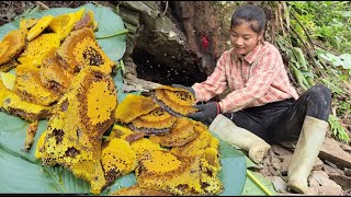 Spraying video 168 days of exploiting wild honey for propagation - ha thi muon