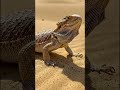 #shorts #shortsfeed #trending #viral #reels #foryou #status #ytshorts #youtubeshorts #news #new