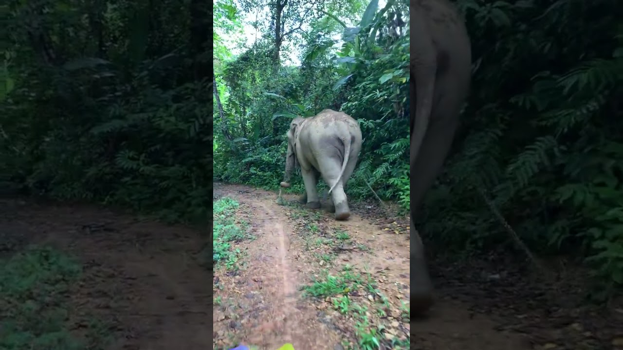 Elephant Enjoys Forest Feast Alone 🐘🥬 