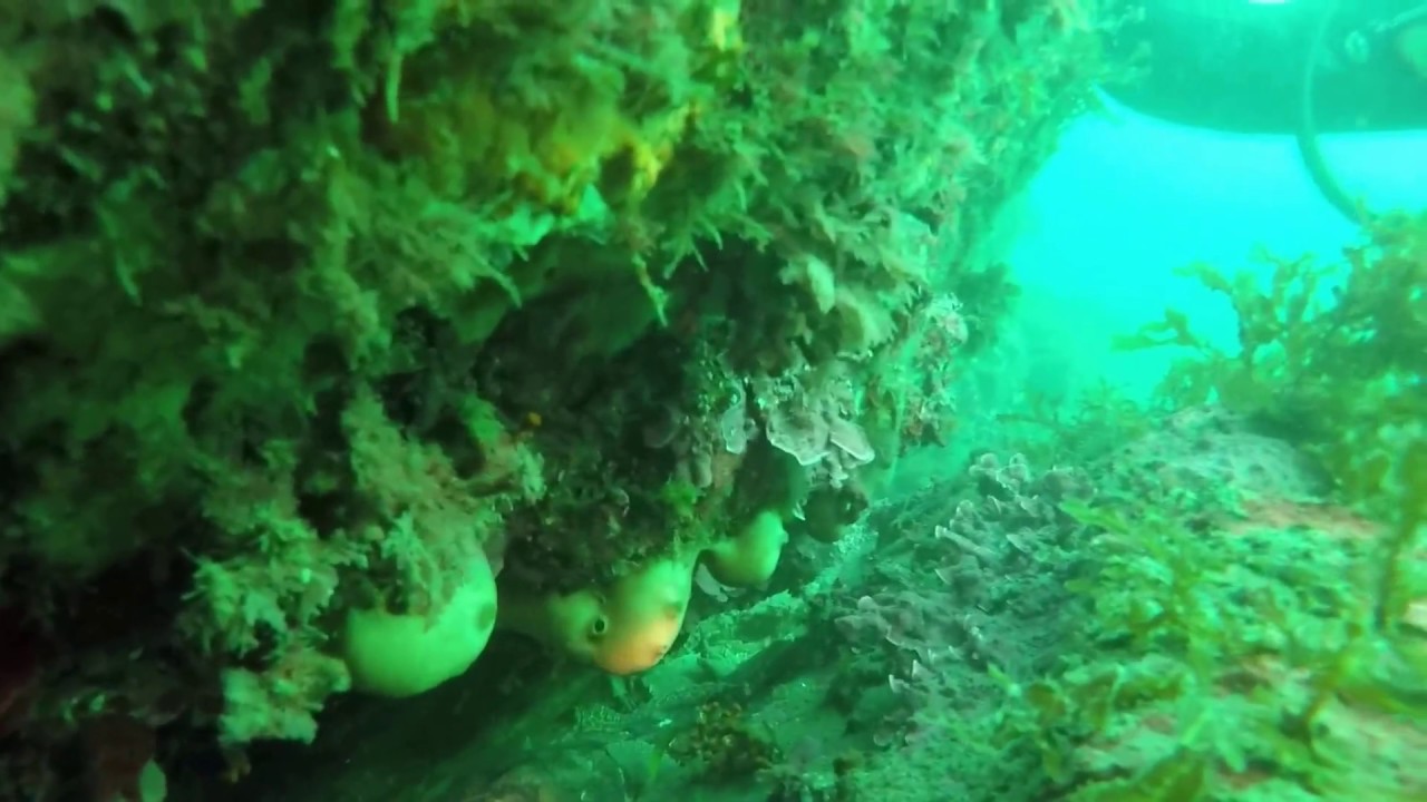 buceo calamar gigante villaricos