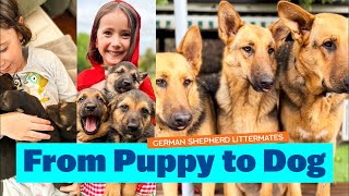 Baby Puppy to Adult Dog | #germanshepherd #littermates Grows Up