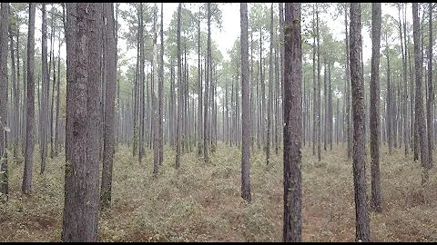 Louisiana Shared Stewardship