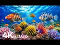 Marvel at Sea Animal in The Best 4K ULTRA HD Aquarium-Dive Into The Mesmerizing Underwater Realm #86