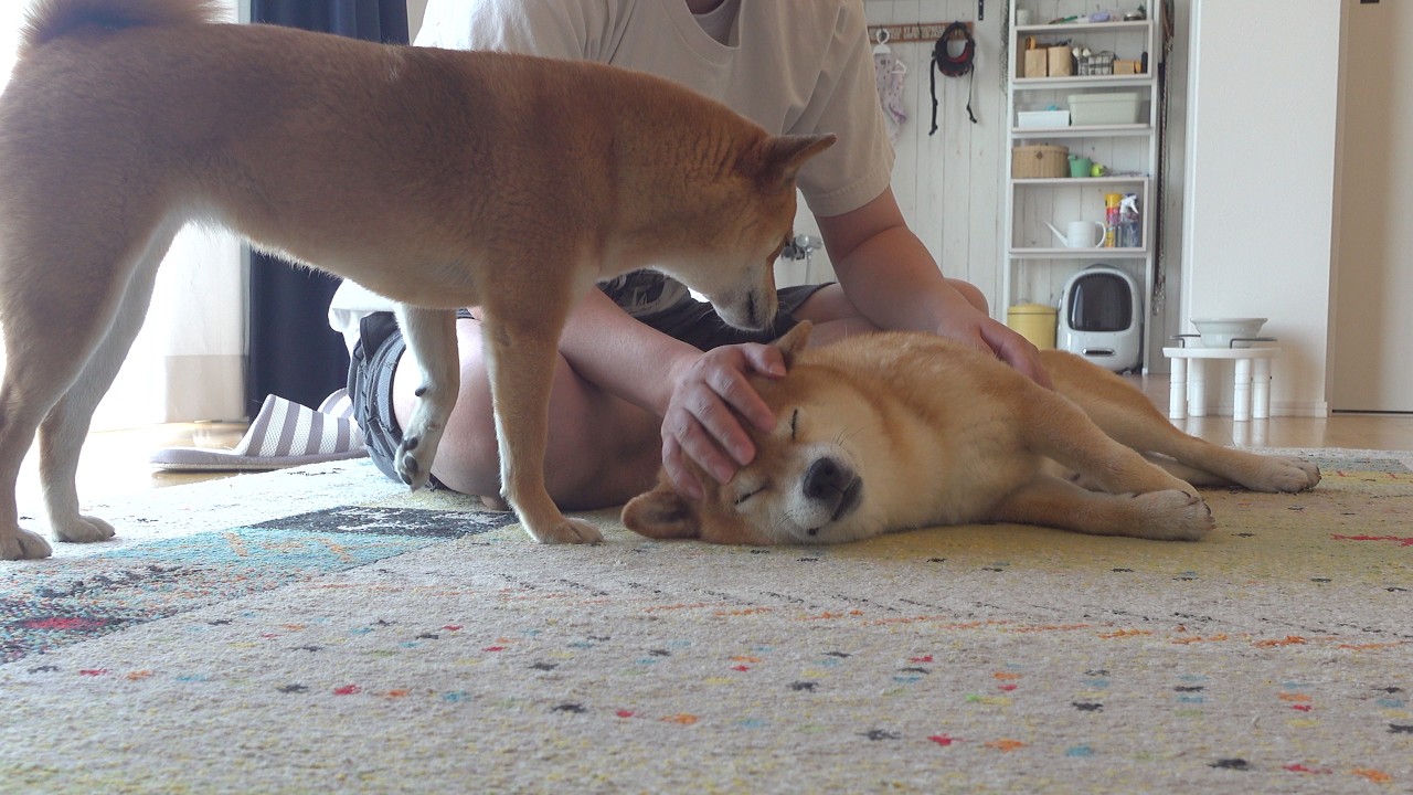 柴犬さん☆骨 柴犬の寝不足、原因を探ると急展開へ。 - YouTube