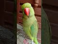 Suga Ka Boli Hai Suga Ka Boli Hai