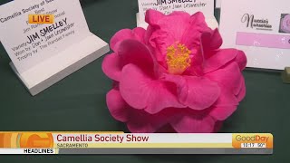 Camellia Society Show