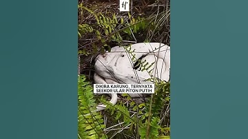 Penemuan Ular Piton Putih di Kebun Sawit