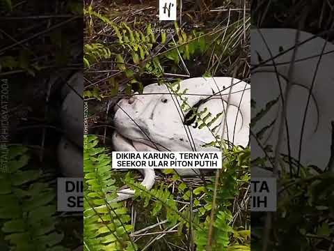 Video: Taman Nasional Paparoa: Panduan Lengkap