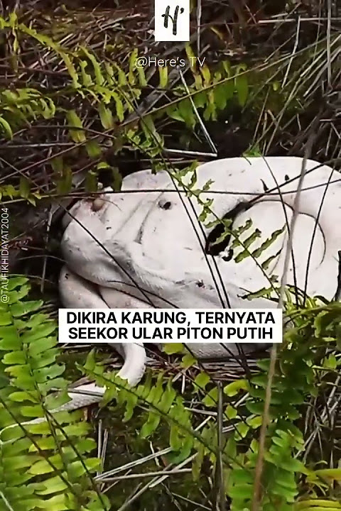 Penemuan Ular Piton Putih di Kebun Sawit