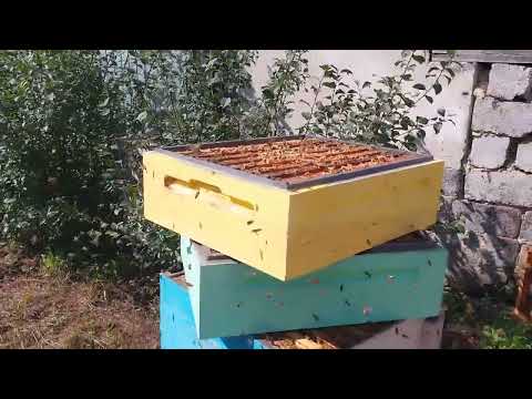Качаем мед, поставили