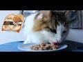 ［ASMR］猫が餌を食べる動画［ニュートロ キャット デイリーディッシュ  グルメ仕立てのパテタイプ チキン＆エビ］