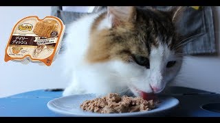 ［ASMR］猫が餌を食べる動画［ニュートロ キャット デイリーディッシュ  グルメ仕立てのパテタイプ チキン＆エビ］