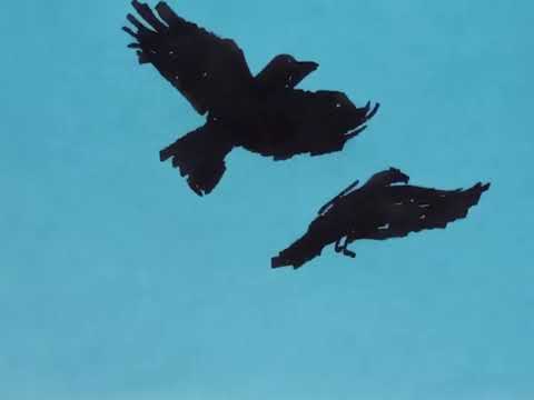 نبيل انا فين