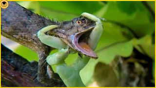 This is Why All Snakes are Terrified of Praying Mantises