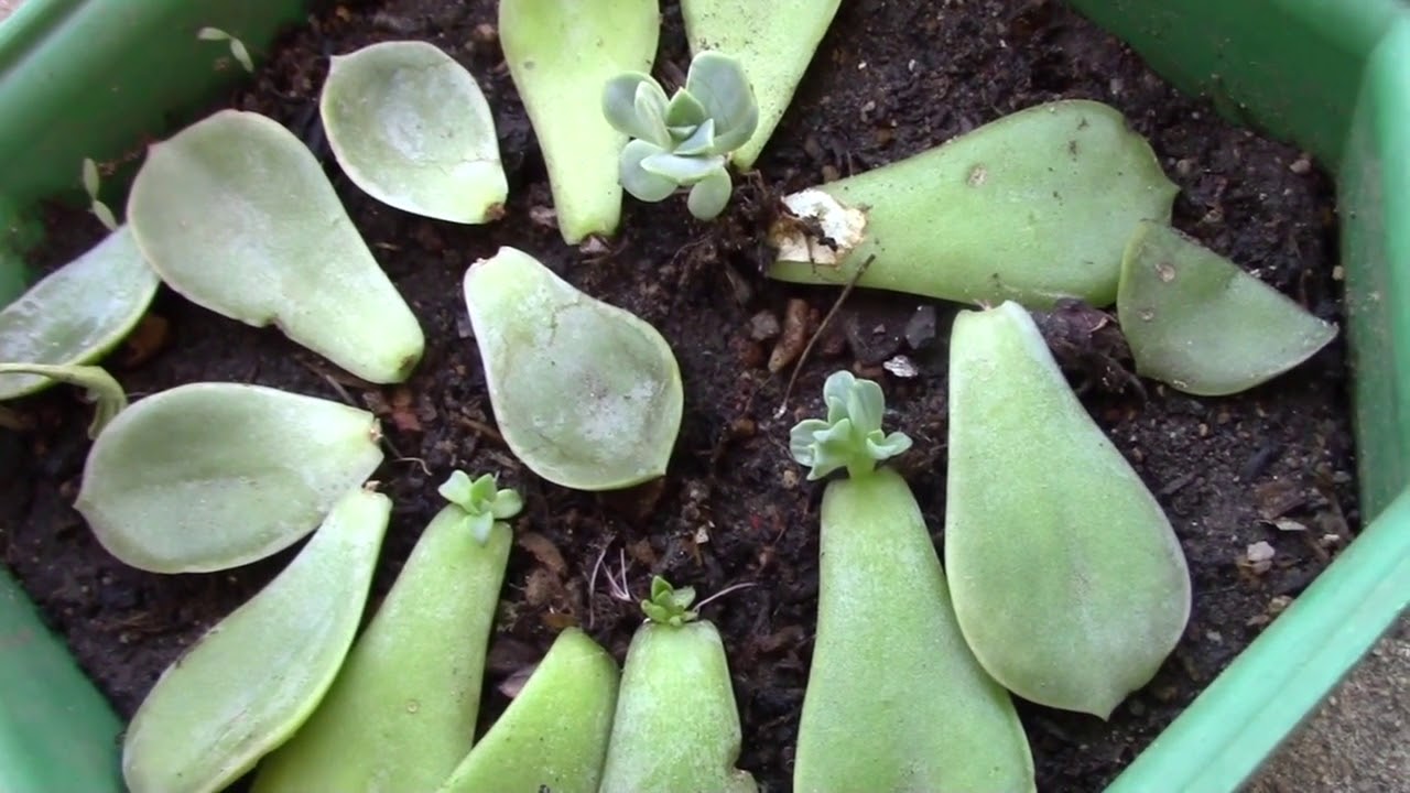 How to separate succulents and plant your own baby plants 