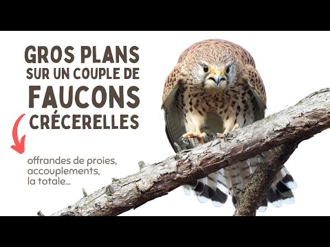 47 JE TE PARTAGE L INTIMITE D UN COUPLE DE FAUCONS CRECERELLES 