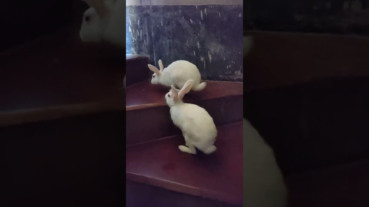 the rabbits are trying to climb the stairs anymore YouTube