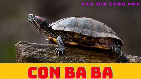 y2mate com   Bé Học Các Loài Cá  Động Vật Nước Ngọt Con Cá Con Tôm Con Cua Con Ếch 480p